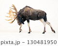 reindeer animal on isolated background 130481950