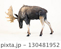 reindeer animal on isolated background 130481952