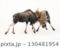 reindeer animal on isolated background 130481954