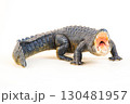 Nile crocodile animal on isolated background 130481957