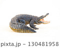 Nile crocodile animal on isolated background 130481958