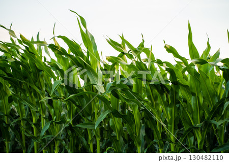 Closeup of tall green corn leaves in farmland Closeup of tall green corn leaves in farmland 130482110