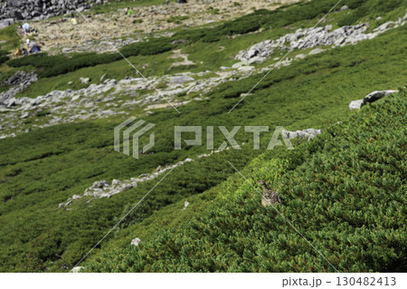 木曽駒ヶ岳の高山ライチョウと山岳風景 木曽駒ヶ岳の高山ライチョウと山岳風景 130482413