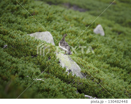 木曽駒ヶ岳で岩に立つライチョウ。高山のハイマツに囲まれ、自然に溶け込む美しい山岳風景。 130482448