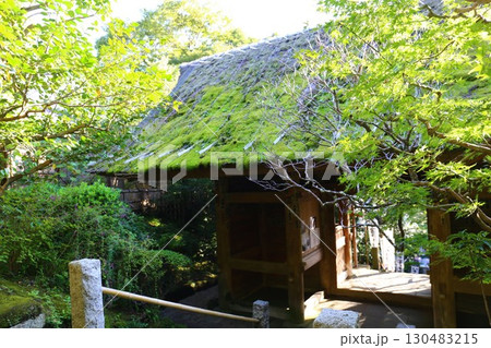 鎌倉最古の寺である杉本寺の茅葺の山門 130483215