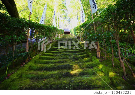 鎌倉最古の寺である杉本寺の苔むした石段の参道 130483223