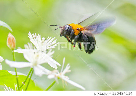 仙人草に寄って来るクマバチ 仙人草に寄って来るクマバチ 130484114