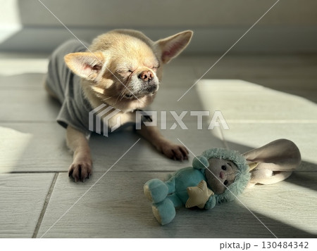 A contented and happy chihuahua at home illuminated by the sun. Photo A contented and happy chihuahua at home illuminated by the sun. Photo 130484342