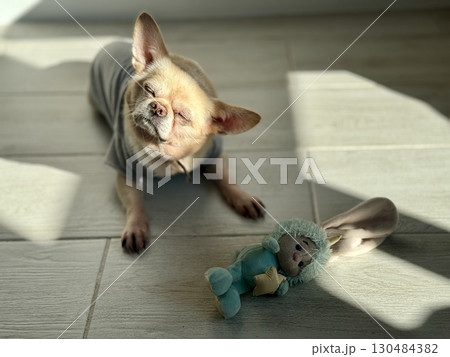 A contented and happy chihuahua at home illuminated by the sun. Photo 130484382