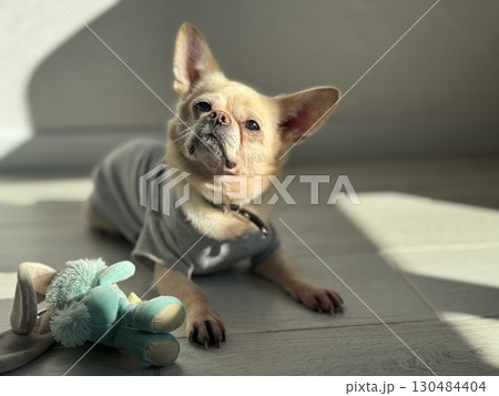 A contented and happy chihuahua at home illuminated by the sun. Photo 130484404
