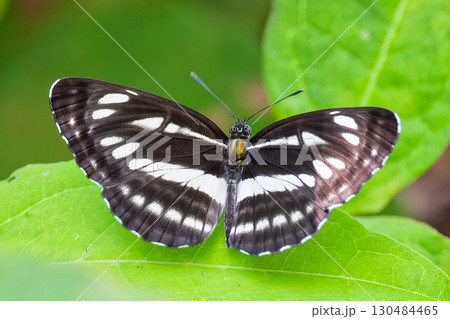 三本線が目立つコミスジ 130484465