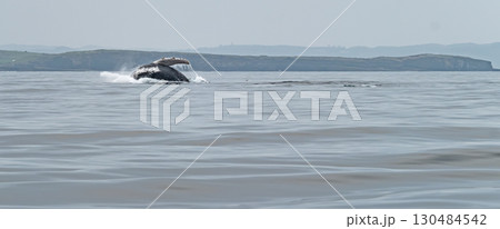Humpback Whale, Megaptera novaeangliae, breaching in Donegal Bay, Ireland 130484542