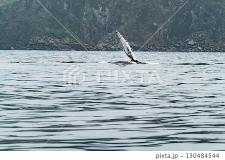 Humpback Whale, Megaptera novaeangliae, showing his fins and in Donegal Bay, Ireland 130484544