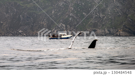 Humpback Whale, Megaptera novaeangliae, flipper flapping in Donegal Bay with boat in the background, Ireland 130484548