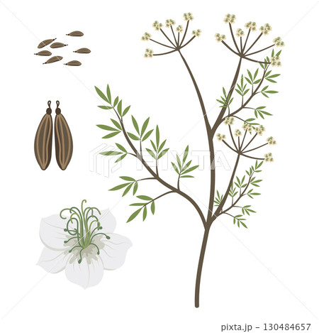Cumin plant with seeds and flower. Caraway seeds and flowers set. Botanical Illustration. 130484657