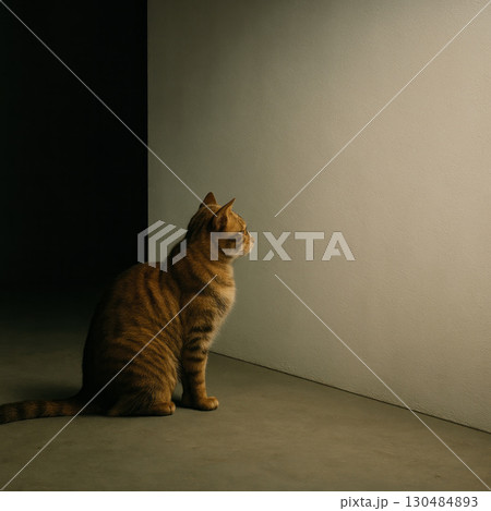 The cat sits in the dark, looking at the light. Space for text. 130484893