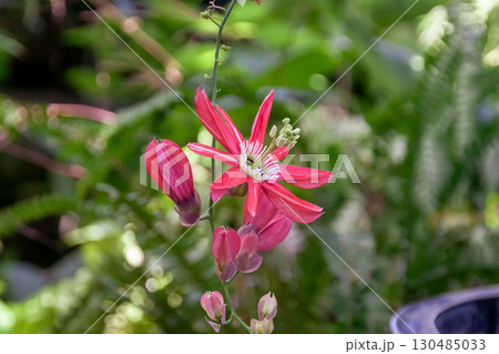 パッシフロラ・ラケモサはブラジル原産の花 パッシフロラ・ラケモサはブラジル原産の花 130485033