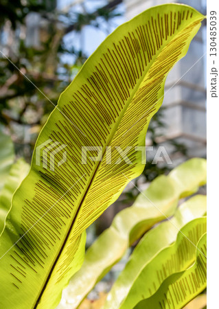 造形が面白いオオタニワタリは別名タニワタリ【チャセンシダ科】 造形が面白いオオタニワタリは別名タニワタリ【チャセンシダ科】 130485039