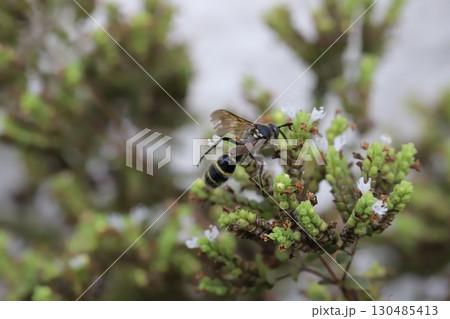 夏の庭に咲く白い小さなオレガノの花の蜜を吸うヒメハラナガツチバチ 夏の庭に咲く白い小さなオレガノの花の蜜を吸うヒメハラナガツチバチ 130485413