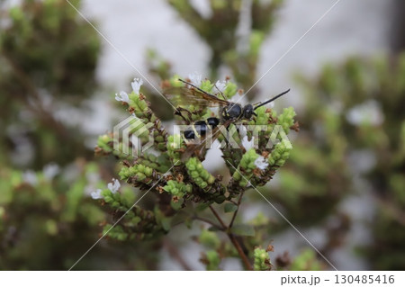 夏の庭に咲く白い小さなオレガノの花の蜜を吸うヒメハラナガツチバチ 130485416