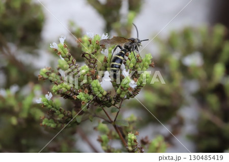 夏の庭に咲く白い小さなオレガノの花の蜜を吸うヒメハラナガツチバチ 夏の庭に咲く白い小さなオレガノの花の蜜を吸うヒメハラナガツチバチ 130485419