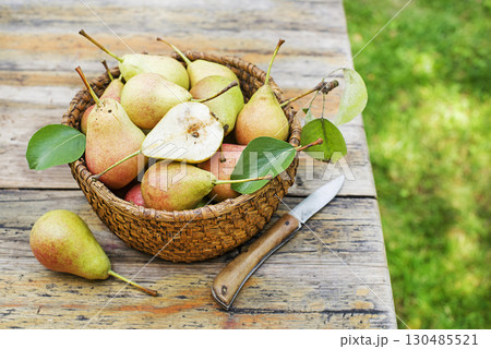 Pear harvest 130485521