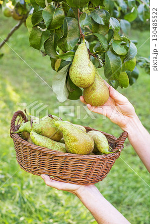 Pear harvest Pear harvest 130485522