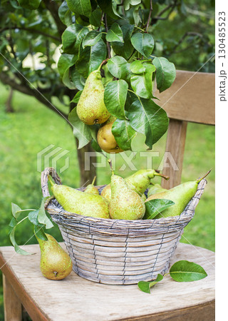 Pear harvest 130485523