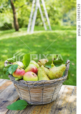 Fruit harvest apple pear 130485529