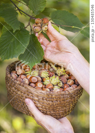 Hazelnut harvest 130485546