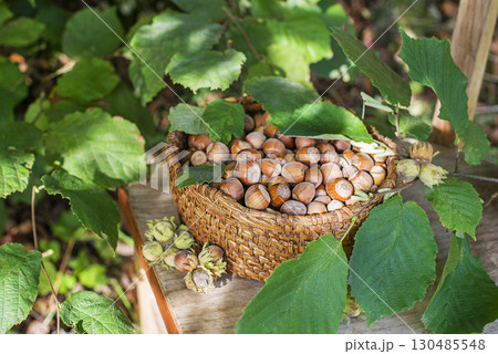 Hazelnut harvest 130485548