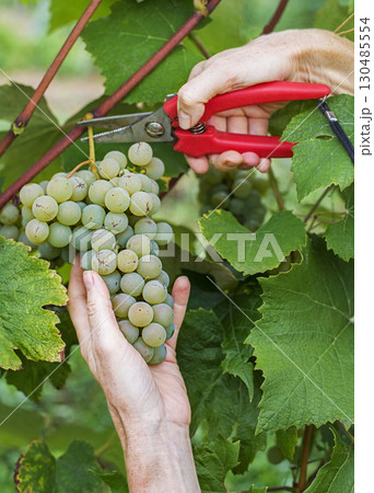 Grapes white 130485554