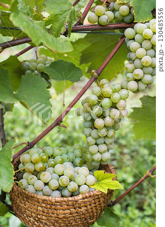 Harvest grapes Harvest grapes 130485556