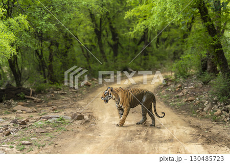 wild adult male bengal male tiger or panthera tigris walking crossing scenic forest road track in natural green background ranthambore national park forest reserve sawai madhopur rajasthan india asia 130485723