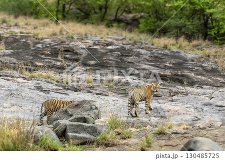 wild female bengal tiger or panthera tigris mother tigress and her cub overcast rainy day with head turn up above on hill rock terrain walking ranthambore national park forest reserve rajasthan india 130485725