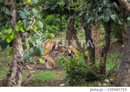 Two Radio collar male and female wild bengal tiger or panthera tigris for wildlife tracking mating pair making love in rainy monsoon environment sariska national park forest reserve rajasthan india 130485726