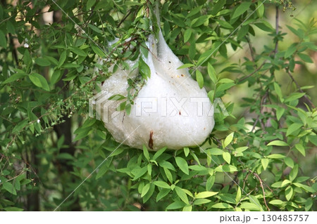 モリアオガエルの卵嚢 130485757