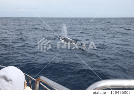 ホエールウォッチング　ザトウクジラ 130486005
