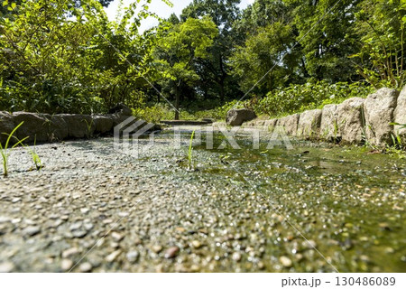 水たまりと地面の苔 130486089