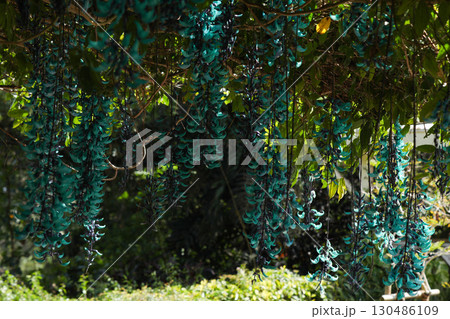 ヒスイカズラ ヒスイカズラ 130486109