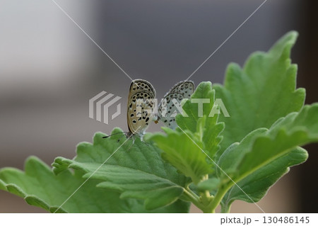 夏の緑の葉の上で交尾するヤマトシジミ蝶のオスとメス 130486145