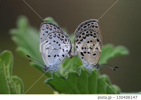 夏の緑の葉の上で交尾するヤマトシジミ蝶のオスとメス 130486147
