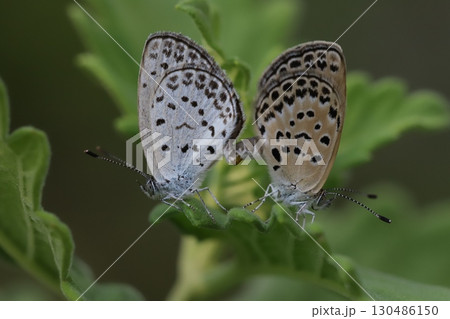 夏の緑の葉の上で交尾するヤマトシジミ蝶のオスとメス 130486150