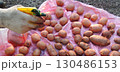 a gloved hand presses a sprayer and sprays seed potato tubers with a pink pesticide, treating potatoes laid out on a white cloth on the ground before planting for growing 130486153