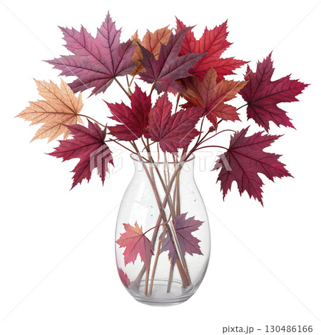 glass vase filled with vibrant autumn maple leaves White Background 130486166