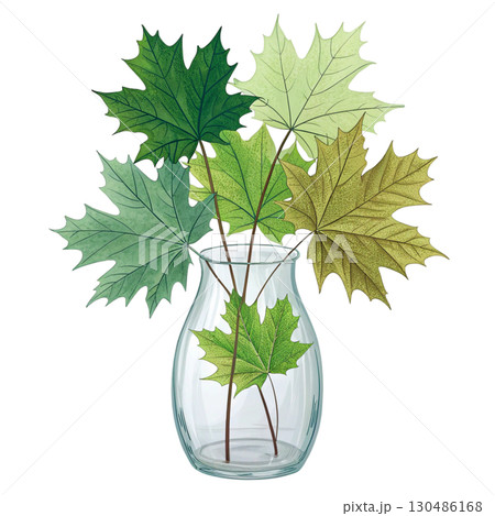 glass vase filled with vibrant autumn maple leaves White Background 130486168