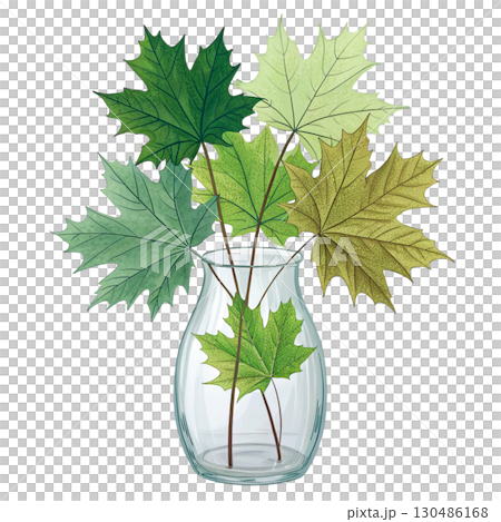 glass vase filled with vibrant autumn maple leaves White Background 130486168
