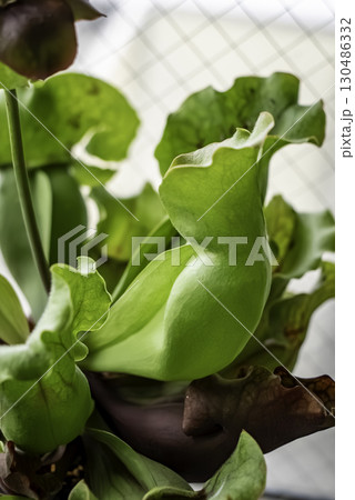 食虫植物 サラセニア 130486332