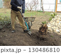 gardener digs up an old sawn stump with a root system in a spring garden against the background of a fence and a wheelbarrow, cleaning old trees and stumps on the local area 130486810