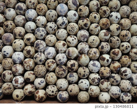 full frame background texture of colorful quail eggs lying close to each other in a checkerboard pattern, flat lay, domestic quail hatching eggs stacked in an incubator tray, top view 130486811